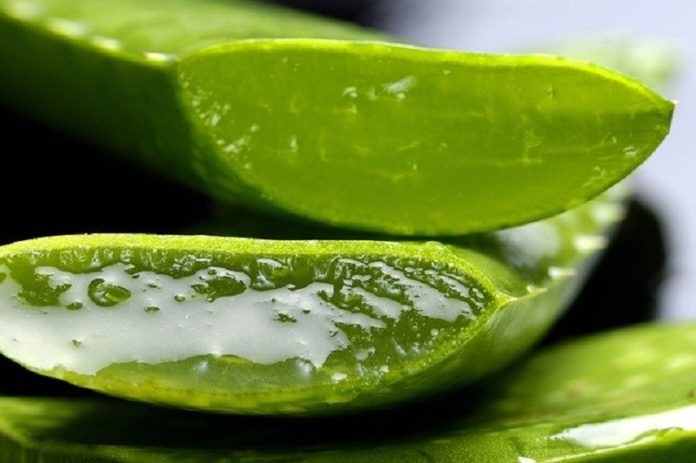 آیا برای کاهش وزن باید از آب آلوئه ورا استفاده کنید؟