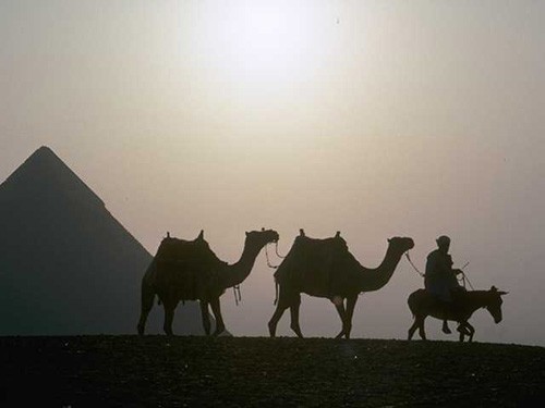 ضرب المثل افسار شتر بر دم خر بستن !