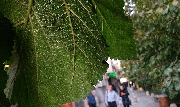 مگس سفید یا سفید بالک ها