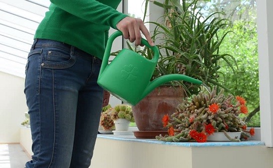 کود گیاهان آپارتمانی
