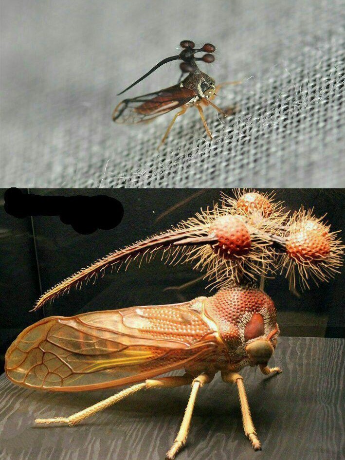 زنجره درختی برزیلی( bocydium globulare )