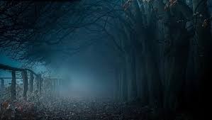 شب ها از این جنگل صدای جیغ به گوش می رسد.