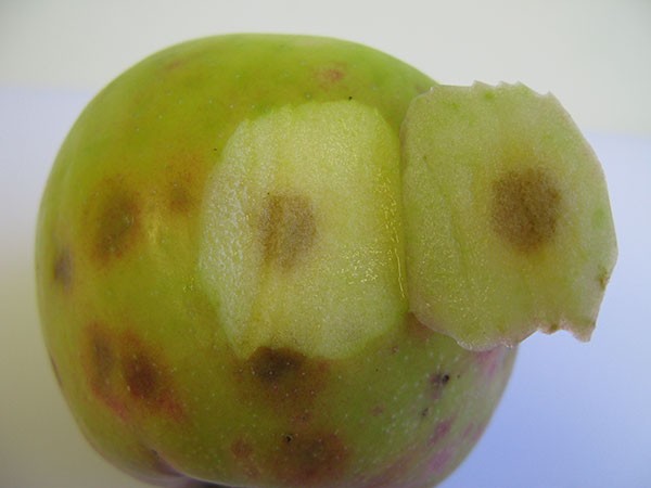 لکه تلخ یا Bitter pit در سیب 