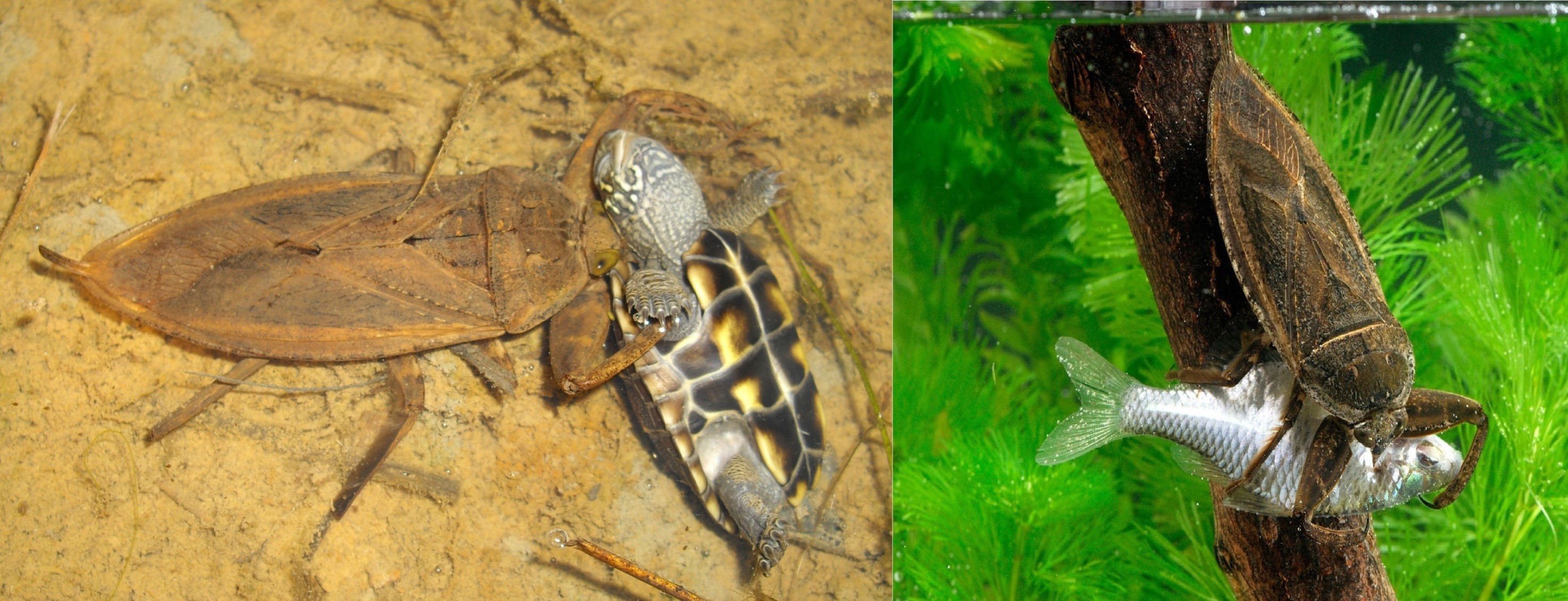 سن های آبزی (Giant Water Bug  (Lethocerus americanus