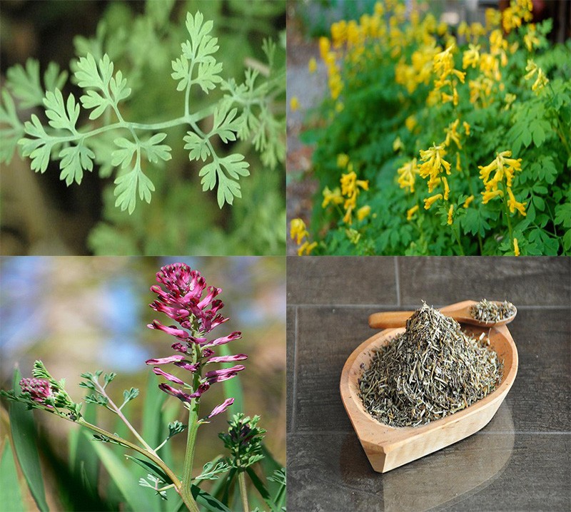 مزایای گیاهان دارویی و سنتی/ شاتره چه خواصی دارد؟
