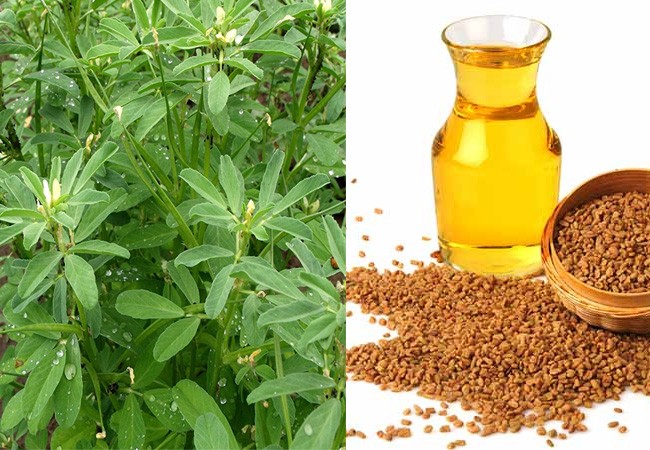 شنبلیله: مزایا ، موارد استفاده و اثرات جانبی این گیاه باستانی