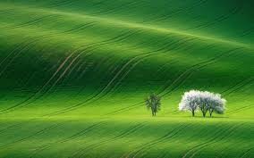 شعر ناب:شهریار + سعدی