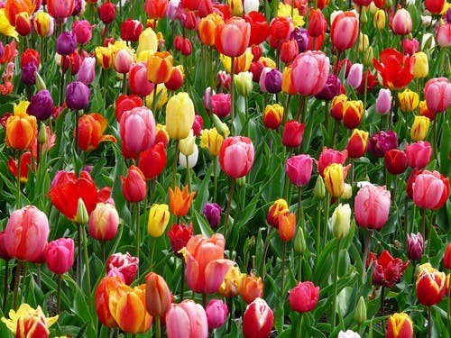 گل در بر و می در کف و معشوق به کام است