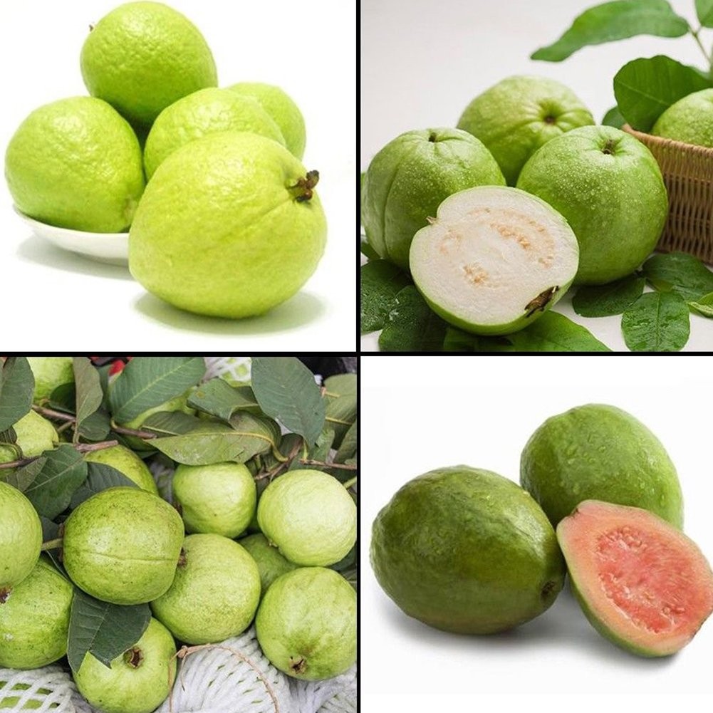 8 فواید میوه و برگ گواوا برای سلامتی