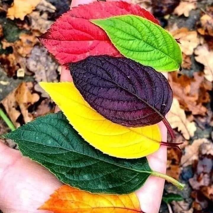 سرخوشانند ستايشگر خورشید و زمین