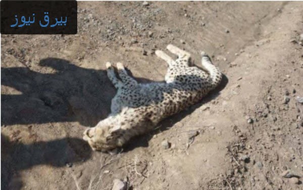  تلف شدن یک قلاده یوزپلنگ بر اثر تصادف