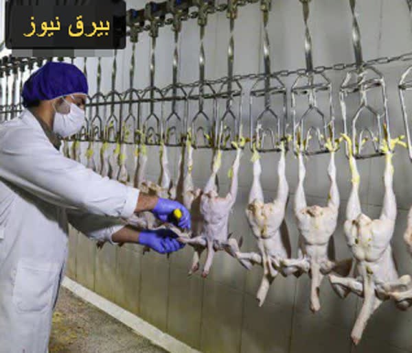 قیمت مرغ کاهش می‌یابد