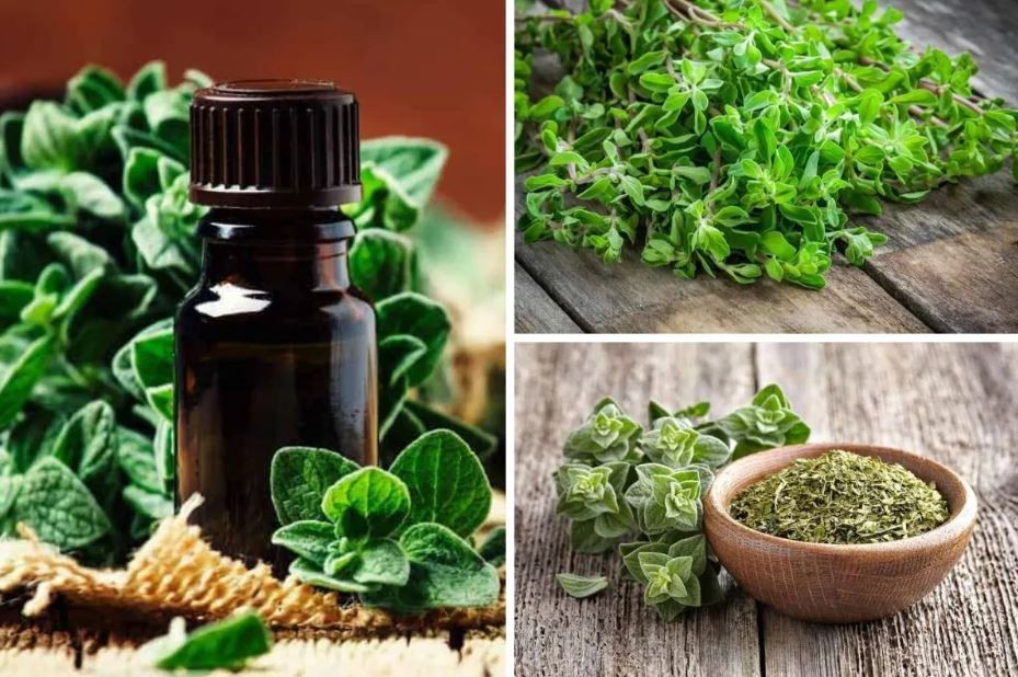 فواید روغن پونه کوهی برای عفونت ها، قارچ ها و سرماخوردگی