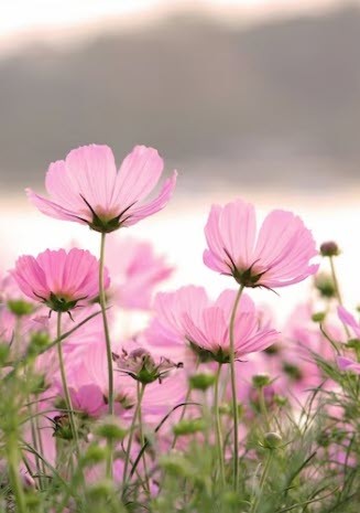 باغبان گر پنج‌روزی صحبتِ گل بایدش
