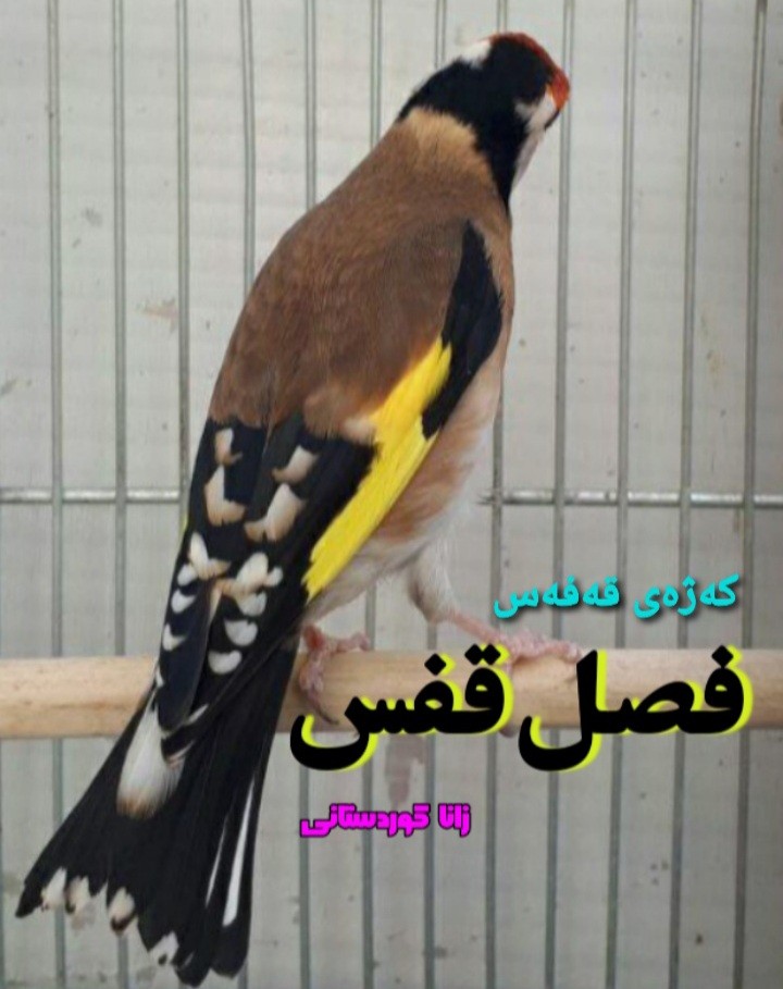 داستان کوتاه فصل قفس