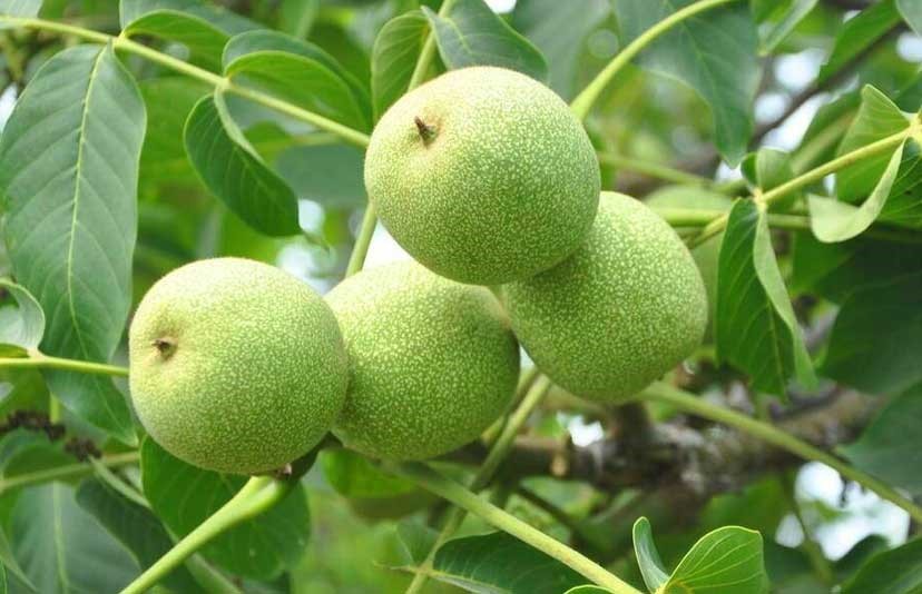 چرا نهال گردو تویسرکان و دماوند همچنان پرفروش اند؟