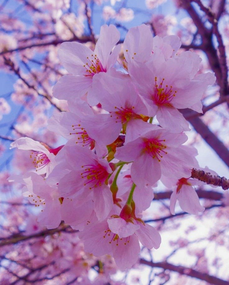 شکوفه های گیلاس