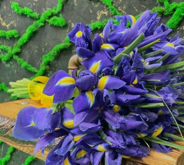 گل زنبق تجلی شکوه و زیبایی