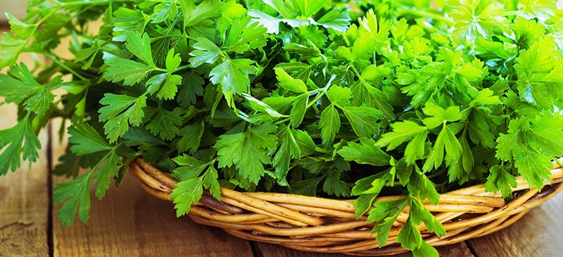 فواید گیاه جعفری برای سلامتی 