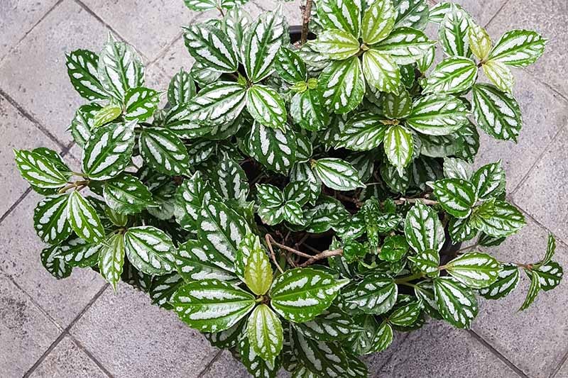 15 گیاه غیر سمی برای سگ و گربه در خانه