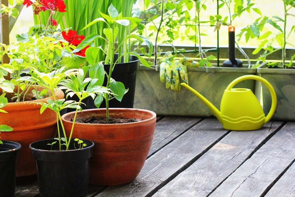 چه سبزیجاتی برای گلدان مناسب هستند؟