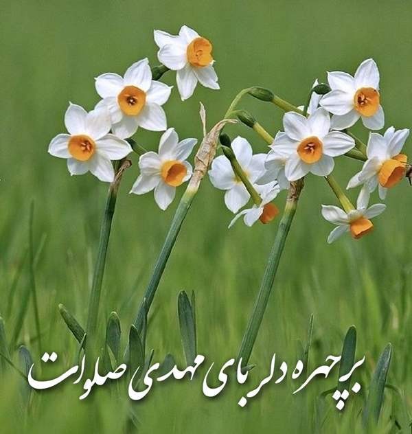 بر چهره دلربای مهدی صلوات 
