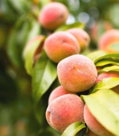 طرز تهیه دسر تابستانی با هلو کبابی