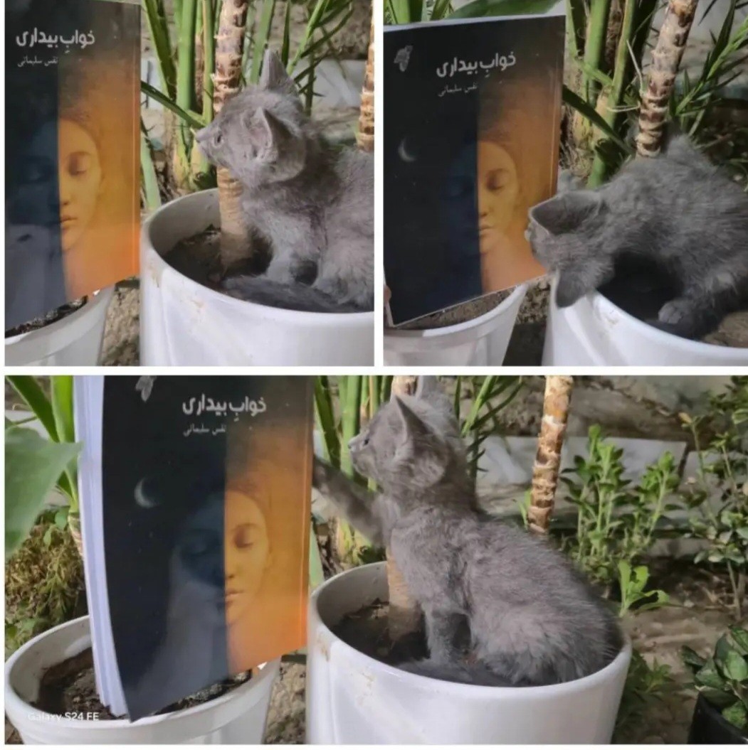 خوابِ بیداری اثر نفس سلیمانی