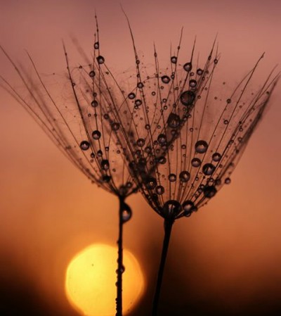 شعر روح ِ ترانه