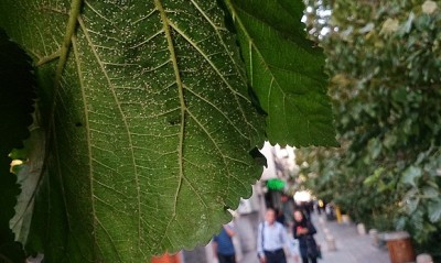 مگس سفید یا سفید بالک ها