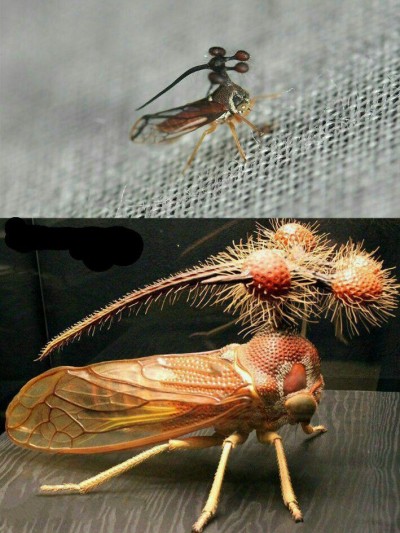 زنجره درختی برزیلی( bocydium globulare )