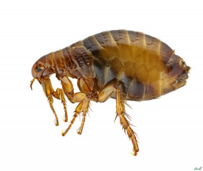 کک ها  flea