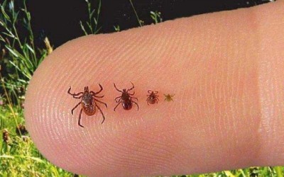 کنه ها Mites