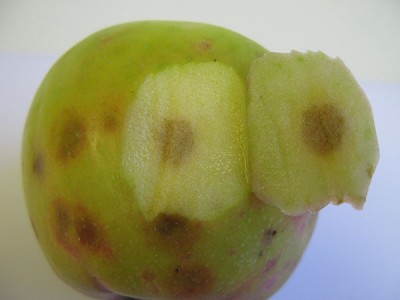 لکه تلخ یا Bitter pit در سیب 