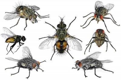 مگس ها Diptera