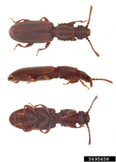 شپشه دندانه دار  Oryzaephilus surinamensis 