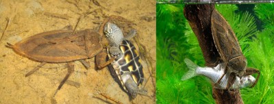 سن های آبزی (Giant Water Bug  (Lethocerus americanus