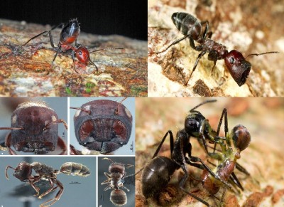 مورچه انتحاری Colobopsis explodens