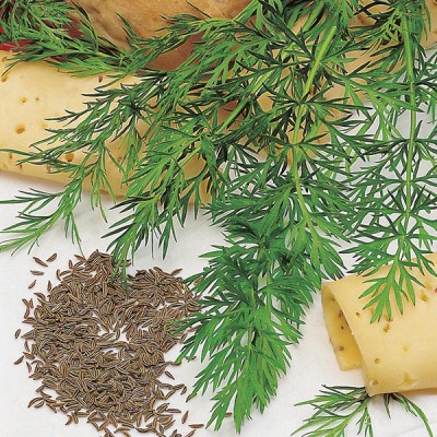 زیره سیاه / آنچه که باید درباره Caraway بدانید