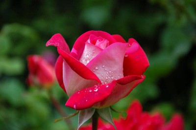 عشقهایی کز پی رنگی بود  