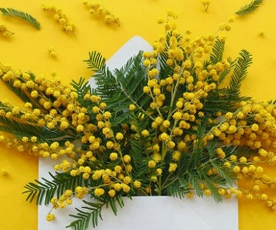 اقاقیا گلی با عشق پنهانی