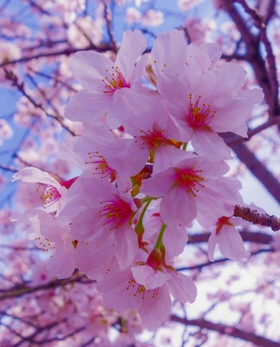 شکوفه های گیلاس