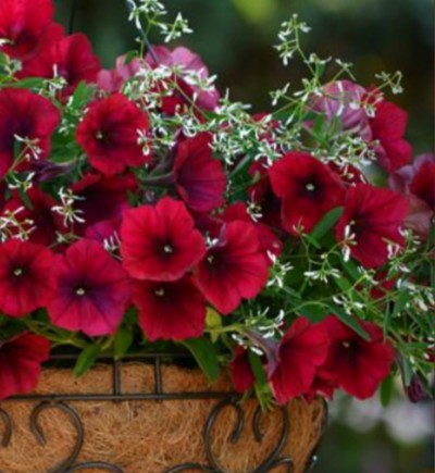 گل اطلسی تجسم عشق رمانتیک