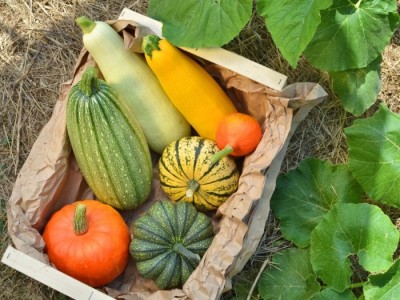 چگونه کدو تنبل را در رژیم غذایی خود بگنجانید