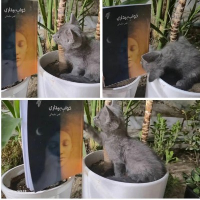 خوابِ بیداری اثر نفس سلیمانی