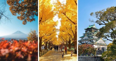 بهترین مکان‌ها برای تماشای مناظر پاییزی در ژاپن کجا هستند؟